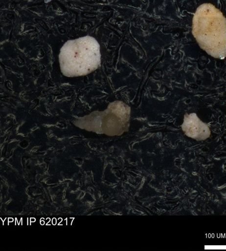 undet. Heterohelicidae
