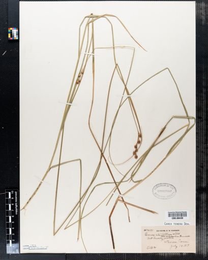 Carex tenera