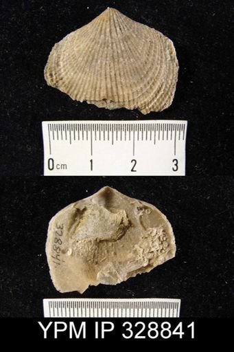 Atrypa sp.