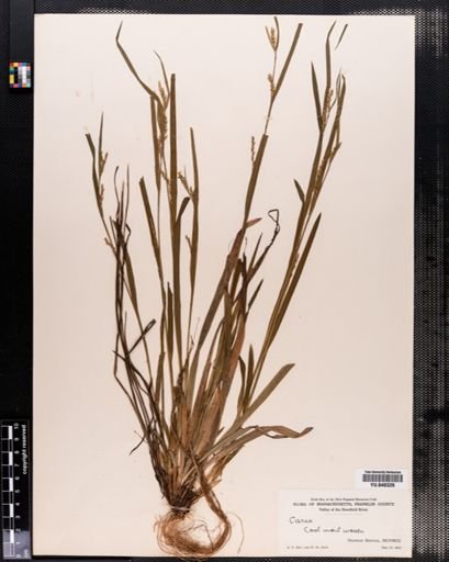 Carex laxiflora