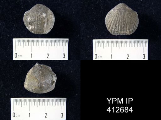 Uncinulus nucleolatus