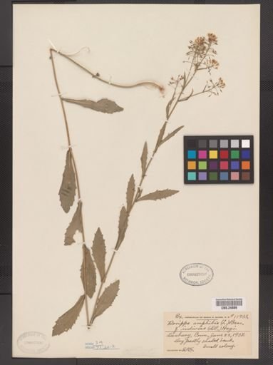 Rorippa amphibia