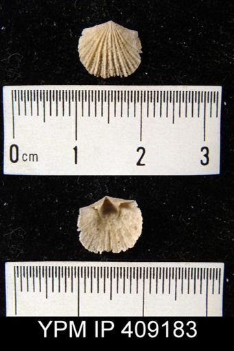 Glyptorthis sp.