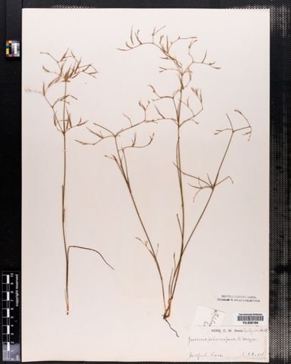 Juncus pelocarpus