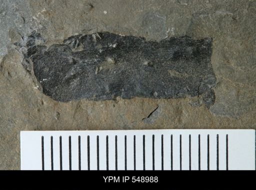 Rhinocarcinosoma?
