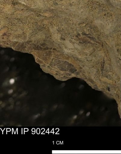 undet. Mollusca