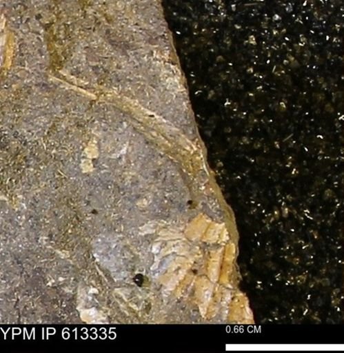 Scaphites sp.