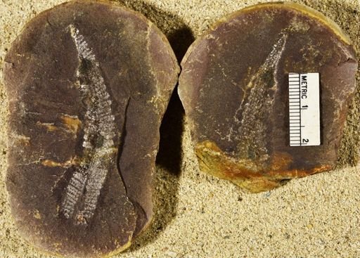 Pecopteris