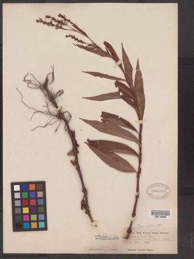 Polygonum punctatum