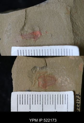 Anacheirurus sp.