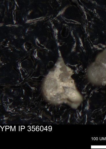 undet. Foraminiferida