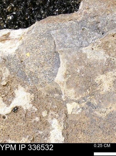 undet. Mollusca