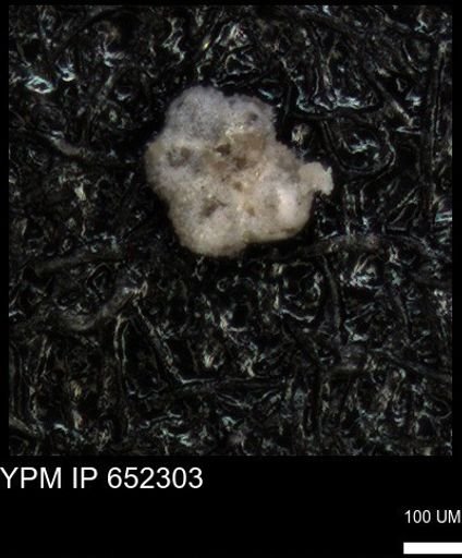 undet. Rugoglobigerinidae