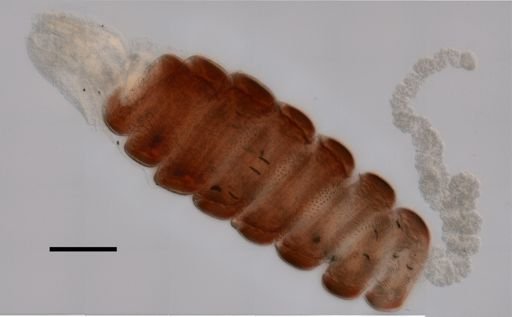 Nanomia bijuga