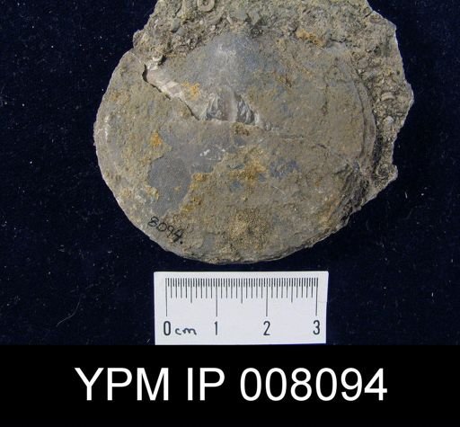 Schizophoria oklahomae