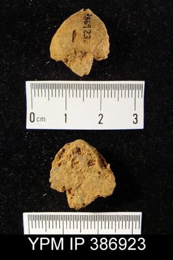 Eatonia peculiaris