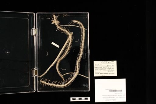 Coluber constrictor