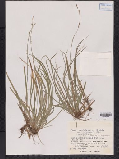 Carex