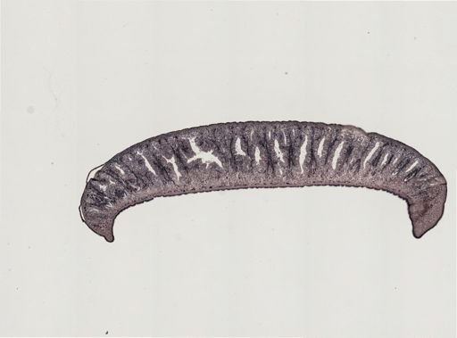 Foviella