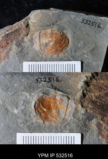 undet. Arthropoda