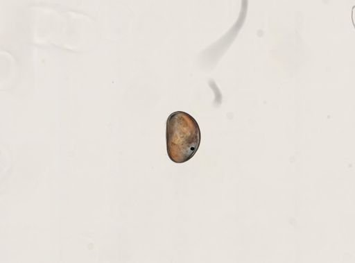 Cypris sp.