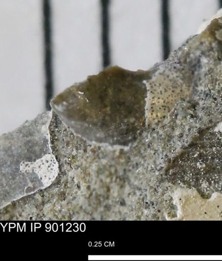 undet. Mollusca