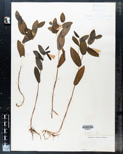 Uvularia perfoliata