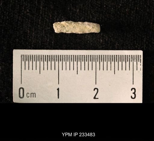 Archaeocidaris sp.