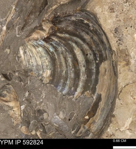 Inoceramus sp.