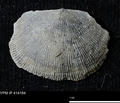 Devonochonetes mucronatus?