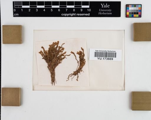 Plantae