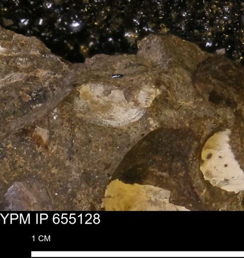 undet. Mollusca