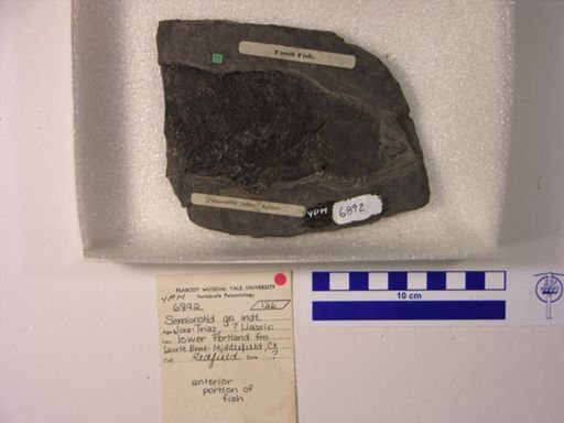 Semionotidae
