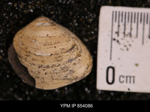 Limopsis striatopunctatus