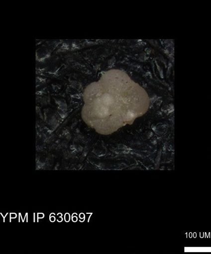 undet. Rugoglobigerinidae