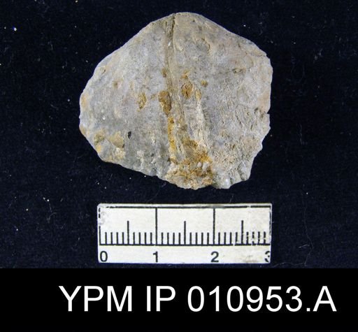 Meekella irregularis texana