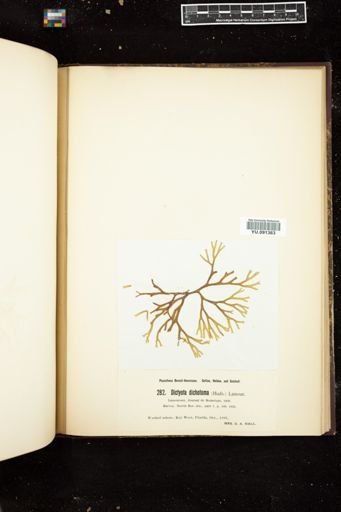 Dictyota dichotoma