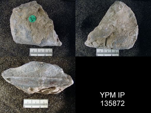 Derbya sp.