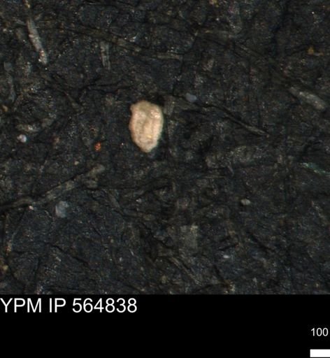 Miliammina ischnia