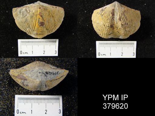 Orthospirifer sp.
