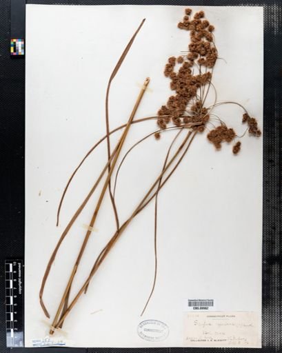 Scirpus cyperinus
