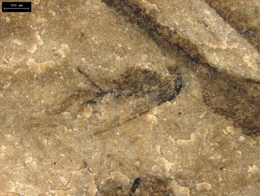 taxon undetermined
