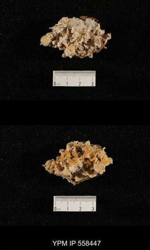 Girtycoelia sp.
