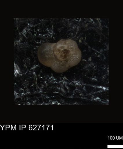 undet. Foraminiferida