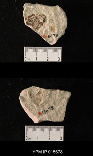 Permoblattina permiana