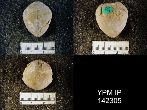 Spirigerella grandis
