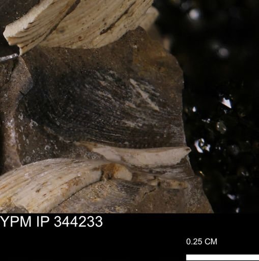 Limopsis striatopunctatus