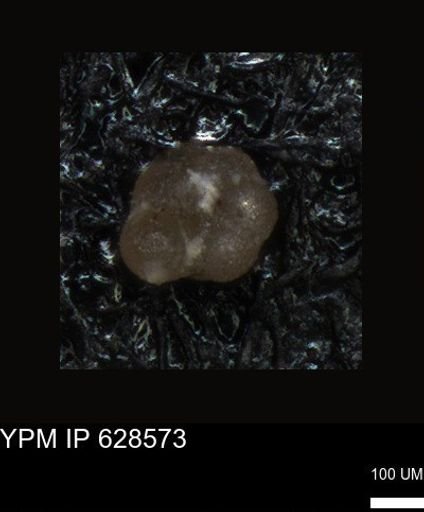 undet. Foraminiferida