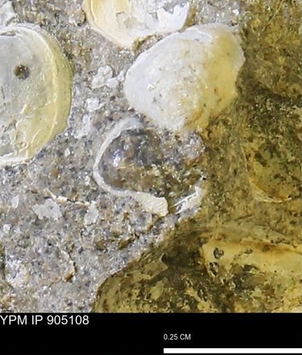 Corbulamella?