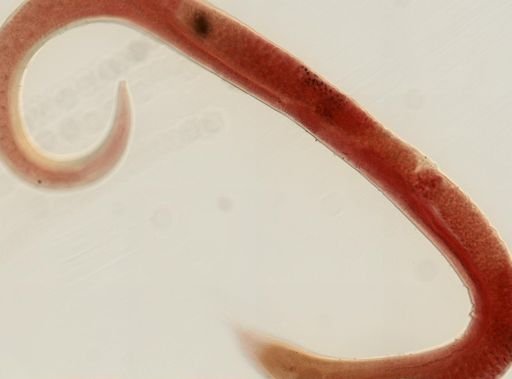 Rhabdias ranae